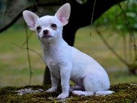 Des Aluxes Mayas - Chihuahua - Portée née le 29/05/2017