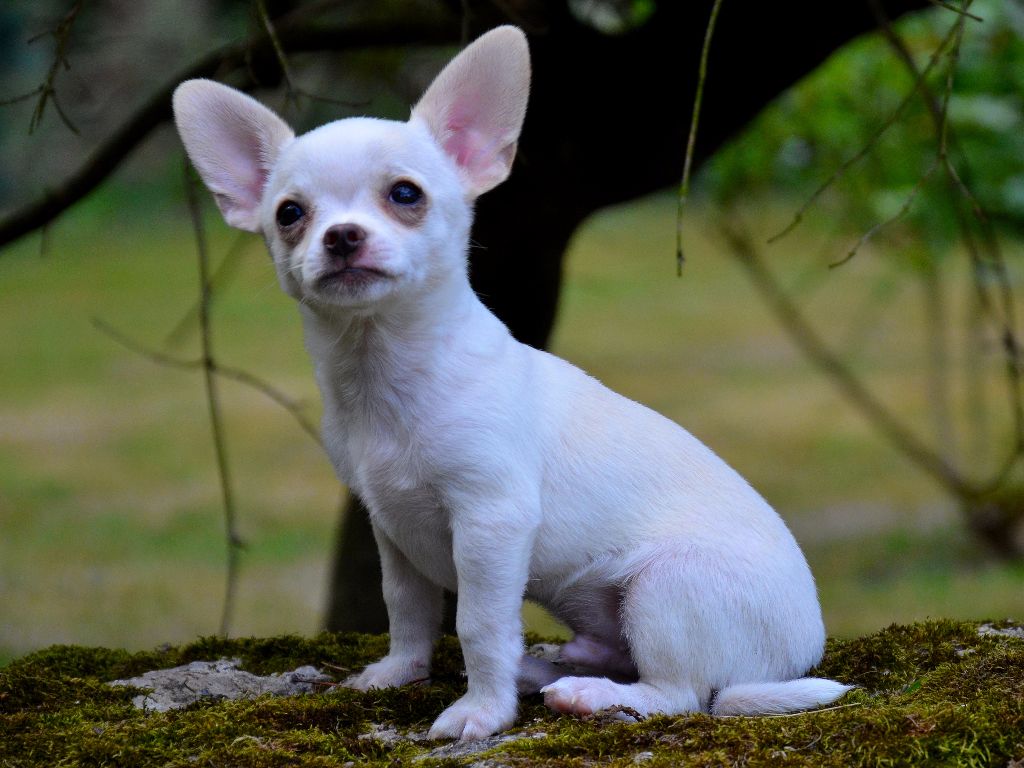 Des Aluxes Mayas - Chiots disponibles - Chihuahua